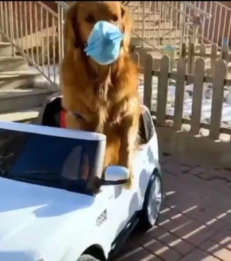 cane con mascherina in auto